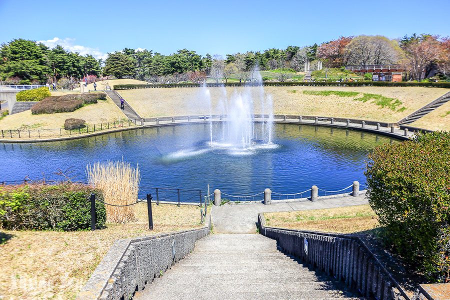 國營常陸海濱公園粉蝶花