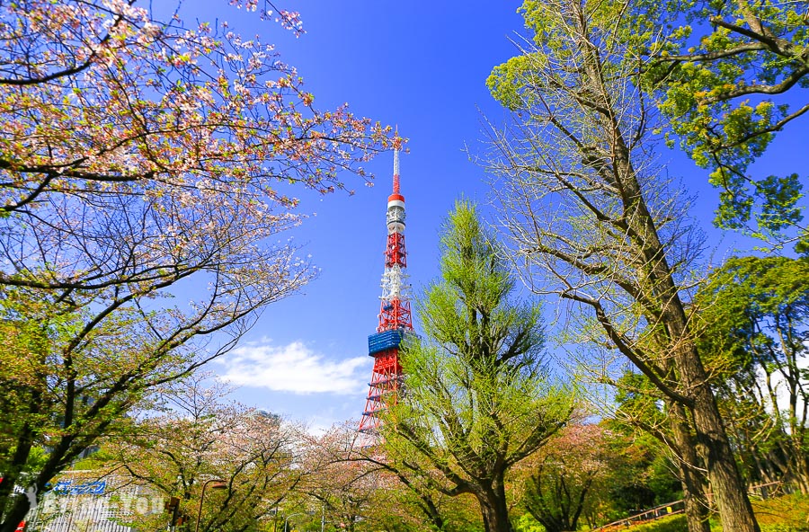 【東京鐵塔拍攝景點】芝公園：抓住櫻花與東京鐵塔瞬間（麻布十番）