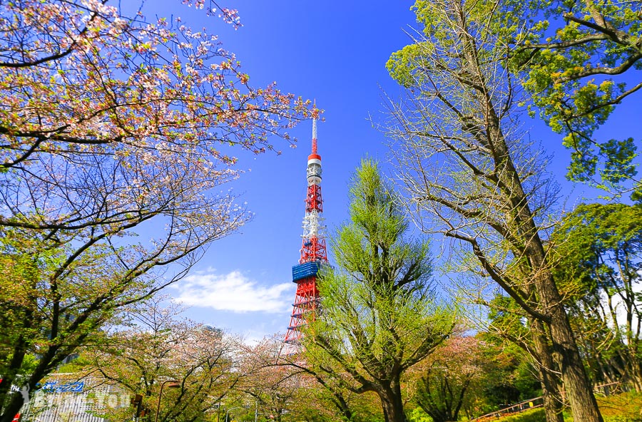 【东京铁塔拍摄景点】芝公园：抓住樱花与东京铁塔瞬间（麻布十番）