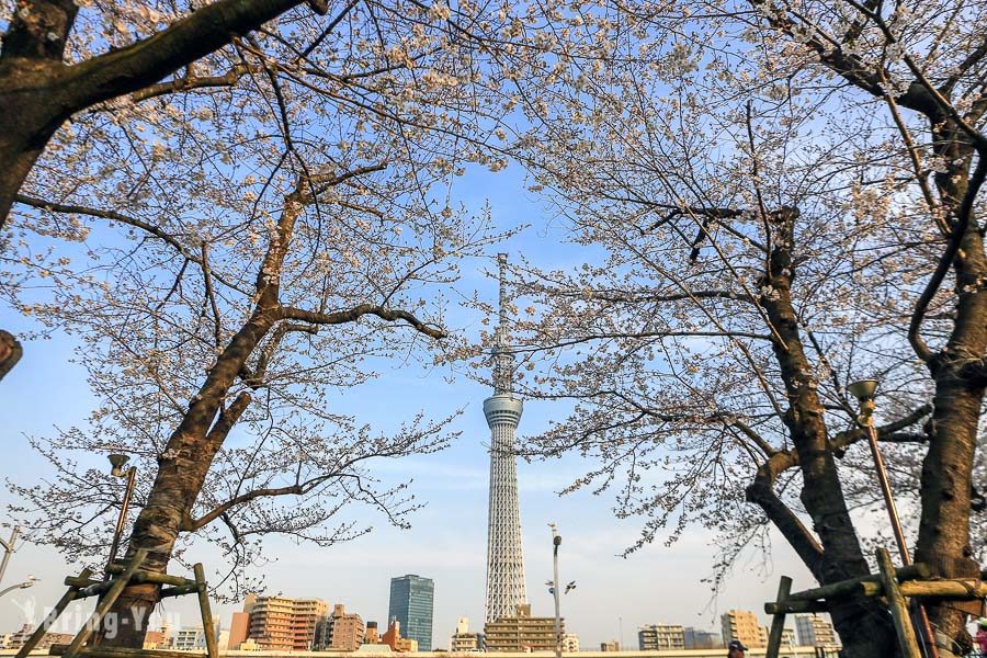 隅田公園櫻花祭