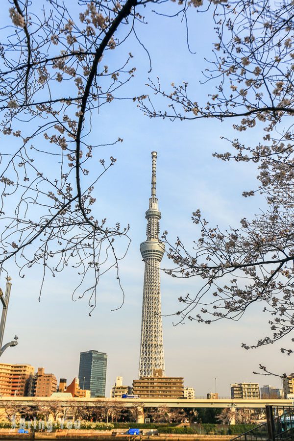 隅田公園櫻花祭