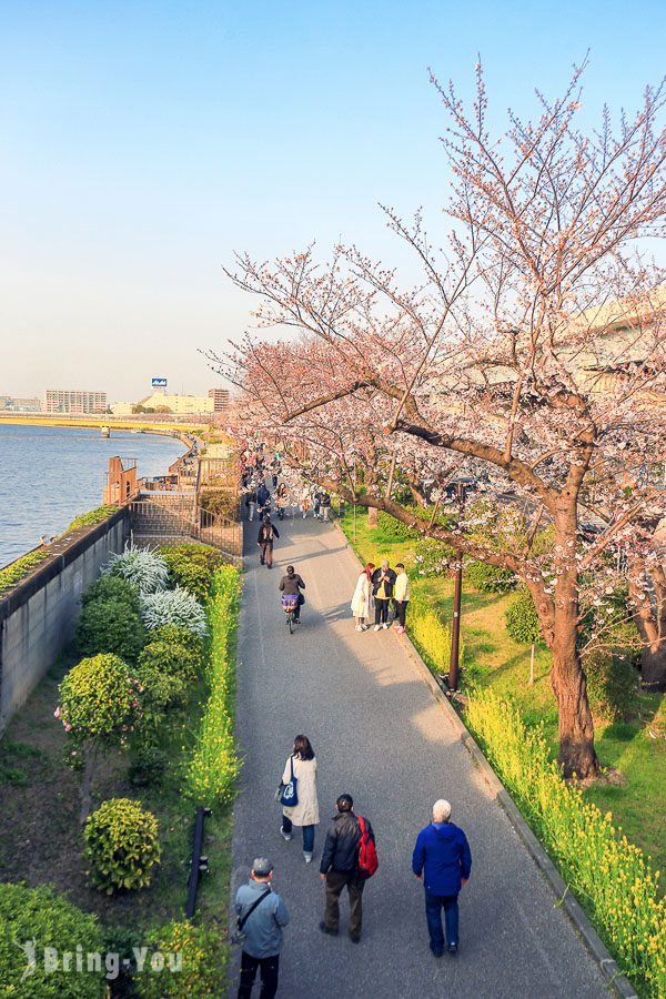 隅田公園櫻花祭