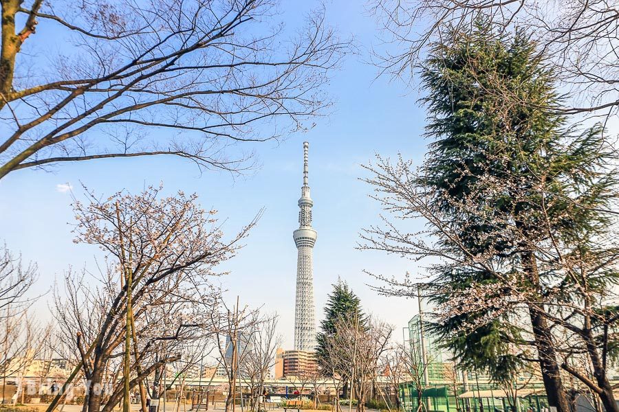 隅田公園櫻花祭