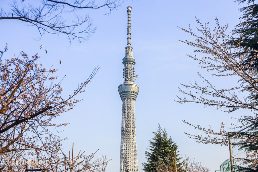 隅田公园樱花祭