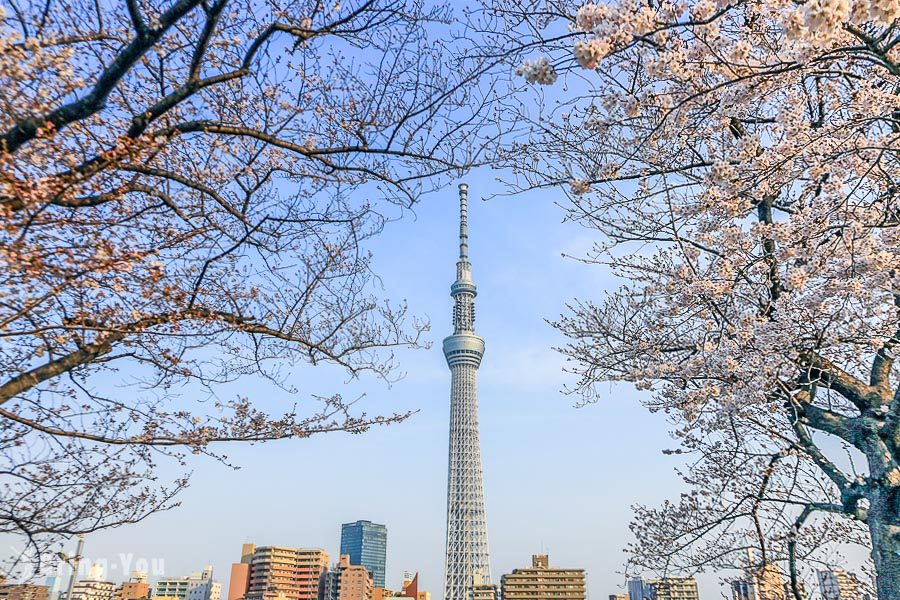 東京賞櫻景點