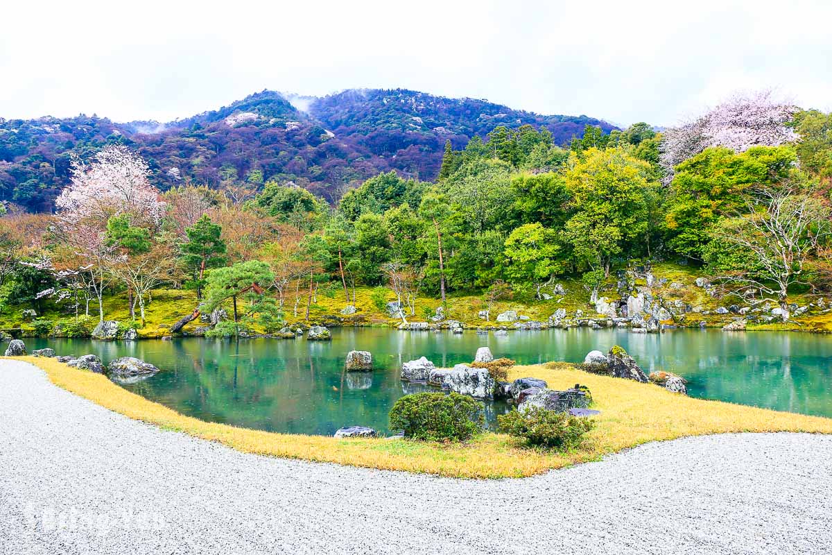 天龙寺枝垂樱