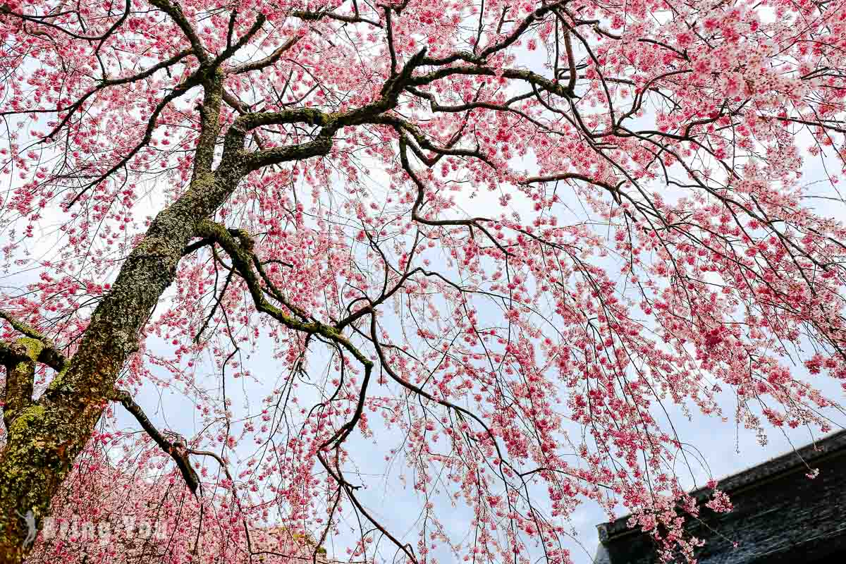 天龙寺樱花