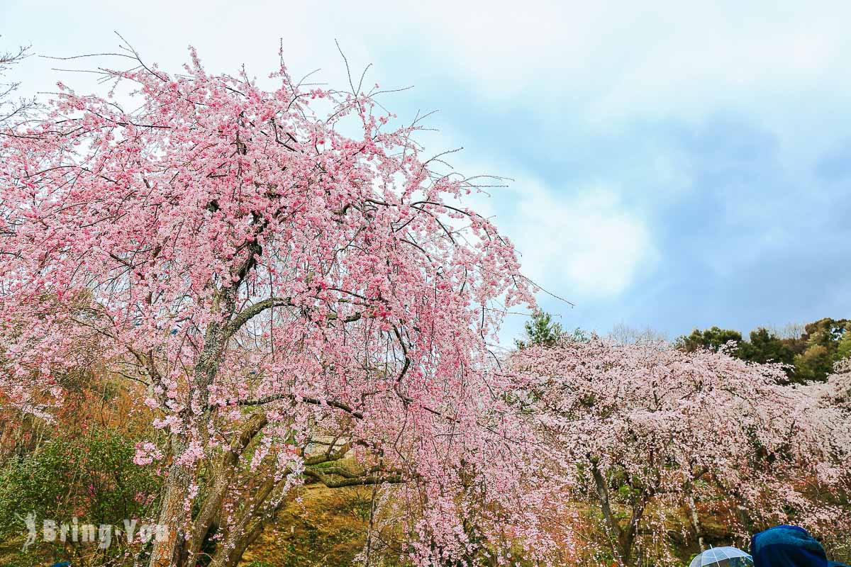 天龍寺櫻花