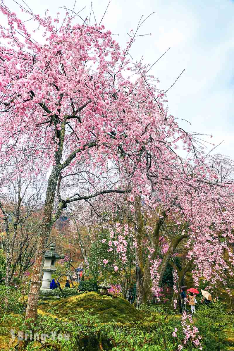 天龙寺樱花