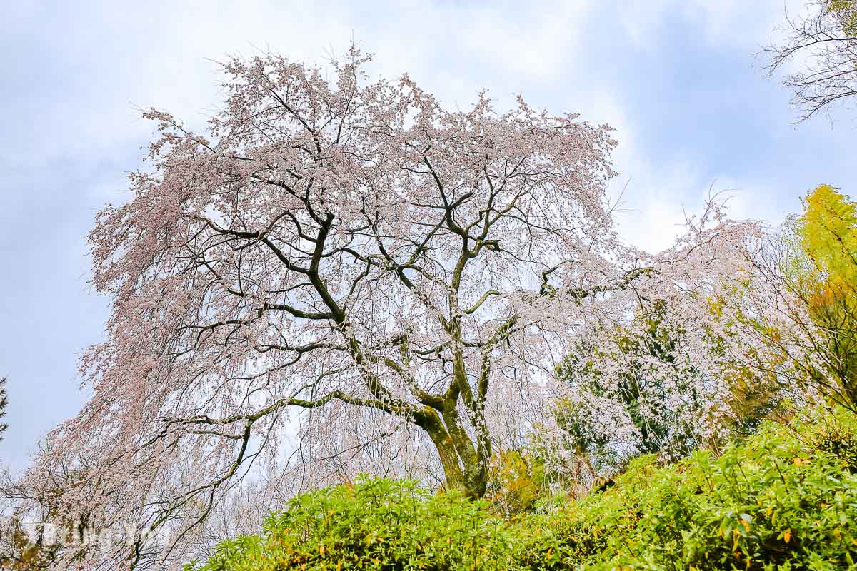 天龙寺枝垂樱