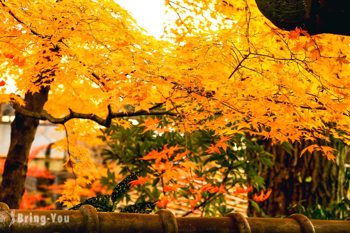 東京上野公園賞楓