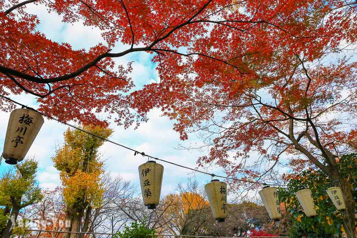 東京上野公園楓葉