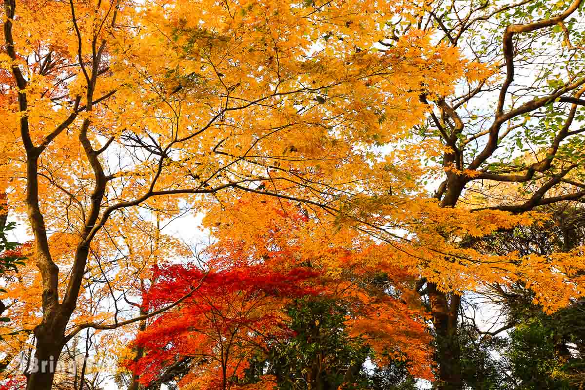 東京上野公園楓葉