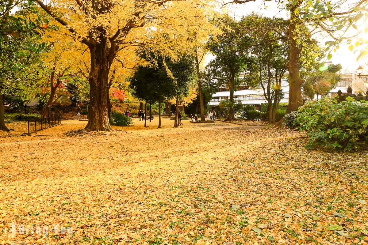 東京上野公園楓葉