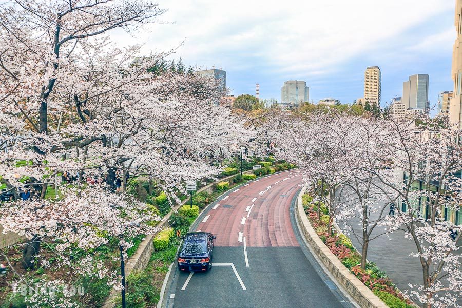 六本木東京中城櫻花坂