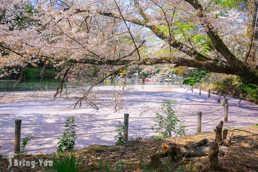 【东京赏樱景点】井之头恩赐公园，吉祥寺超美免费樱花水景