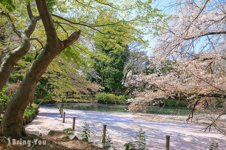 井之头恩赐公园樱花