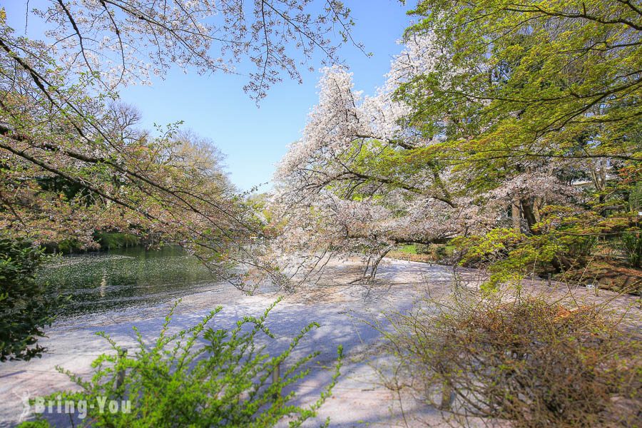 井之头恩赐公园樱花