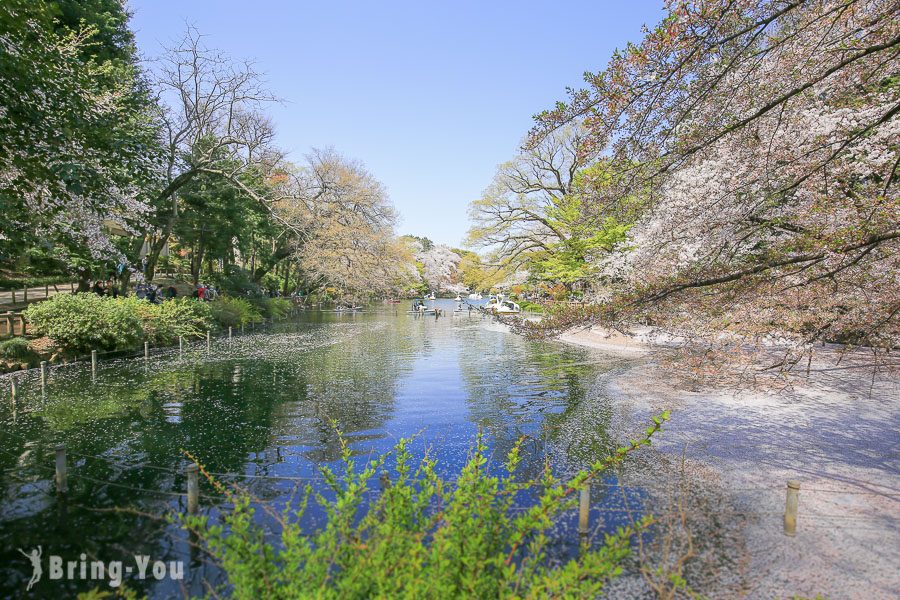 井之頭恩賜公園櫻花