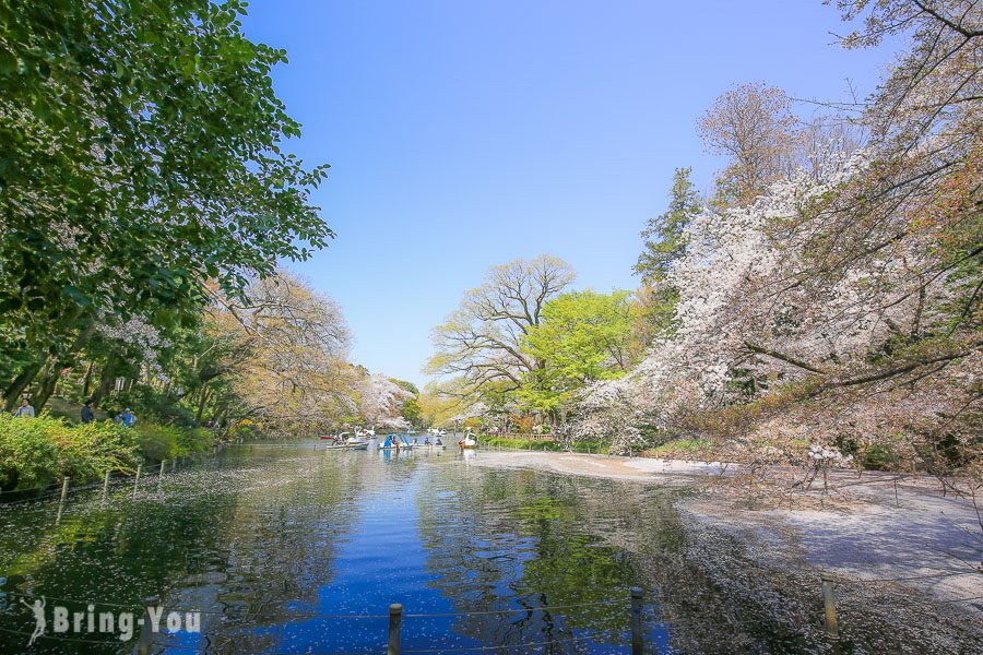 井之頭恩賜公園櫻花