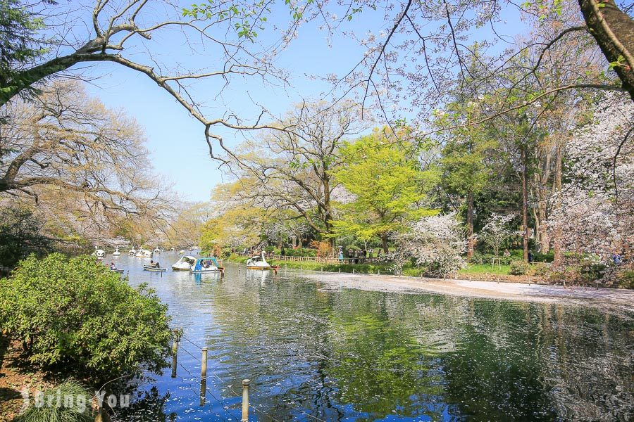 井之頭恩賜公園櫻花