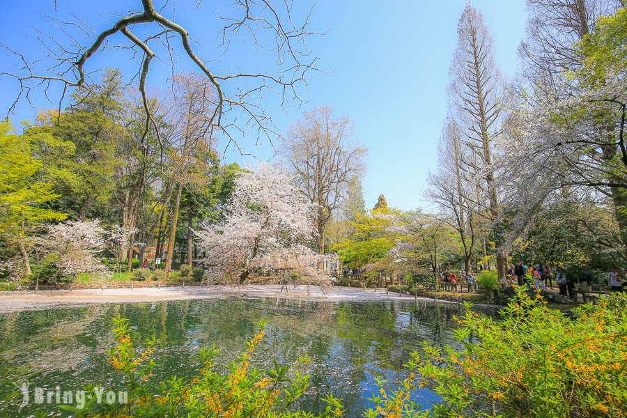 井之頭恩賜公園櫻花