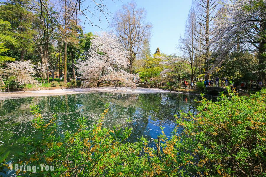 井之头恩赐公园樱花