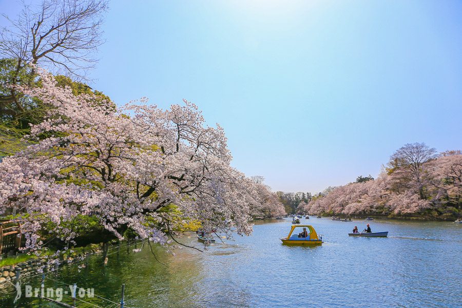 井之头恩赐公园樱花