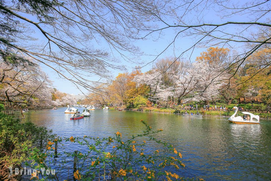 井之头恩赐公园樱花