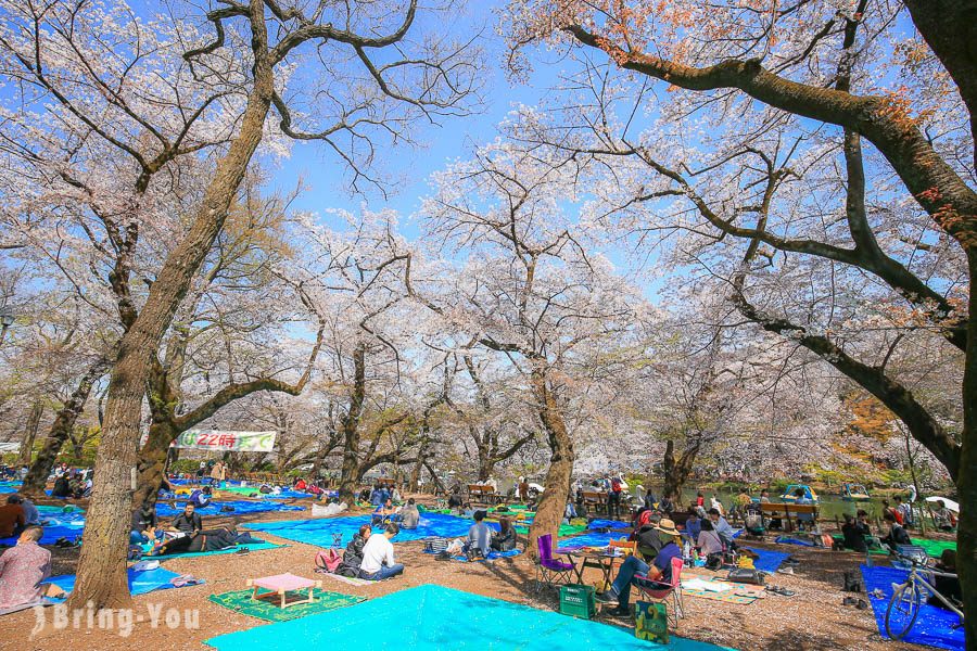 井之頭恩賜公園櫻花