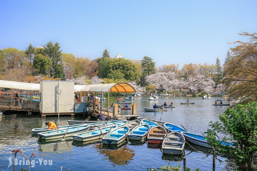 井之头恩赐公园樱花