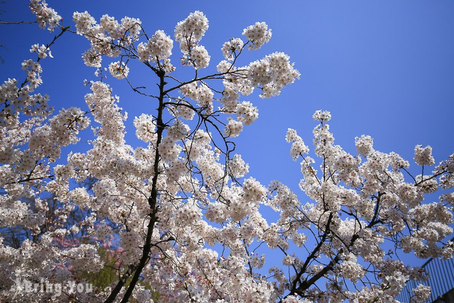 井之头恩赐公园樱花