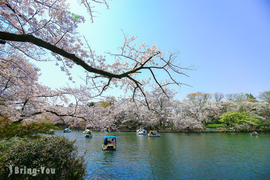 井之头恩赐公园樱花