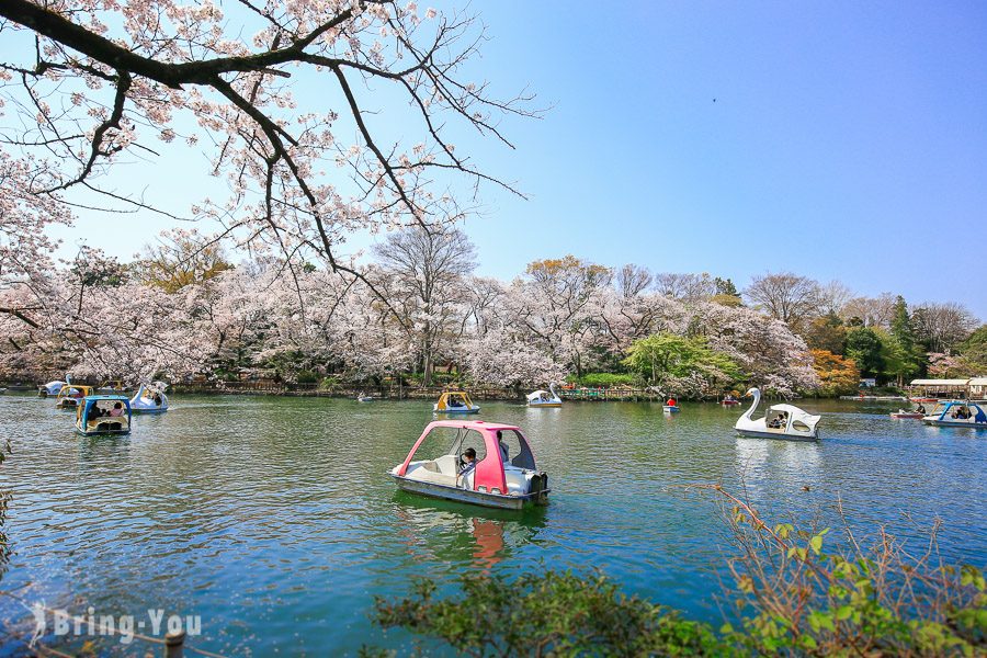 井之头恩赐公园樱花