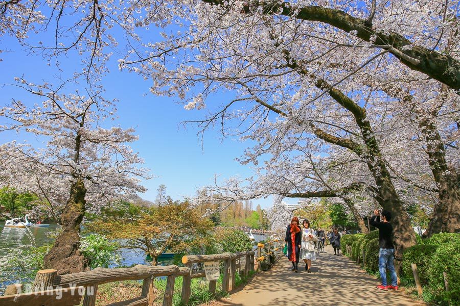 井之頭恩賜公園櫻花