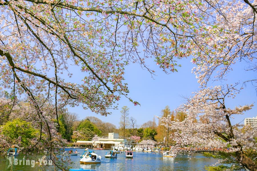 井之頭恩賜公園櫻花