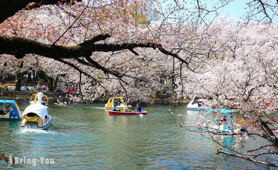 井之头恩赐公园樱花