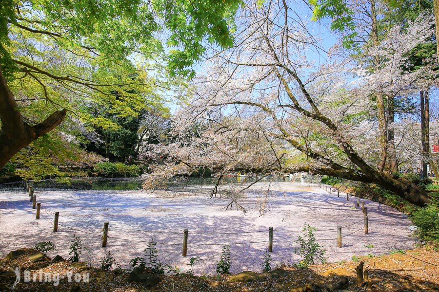 井之头恩赐公园樱花