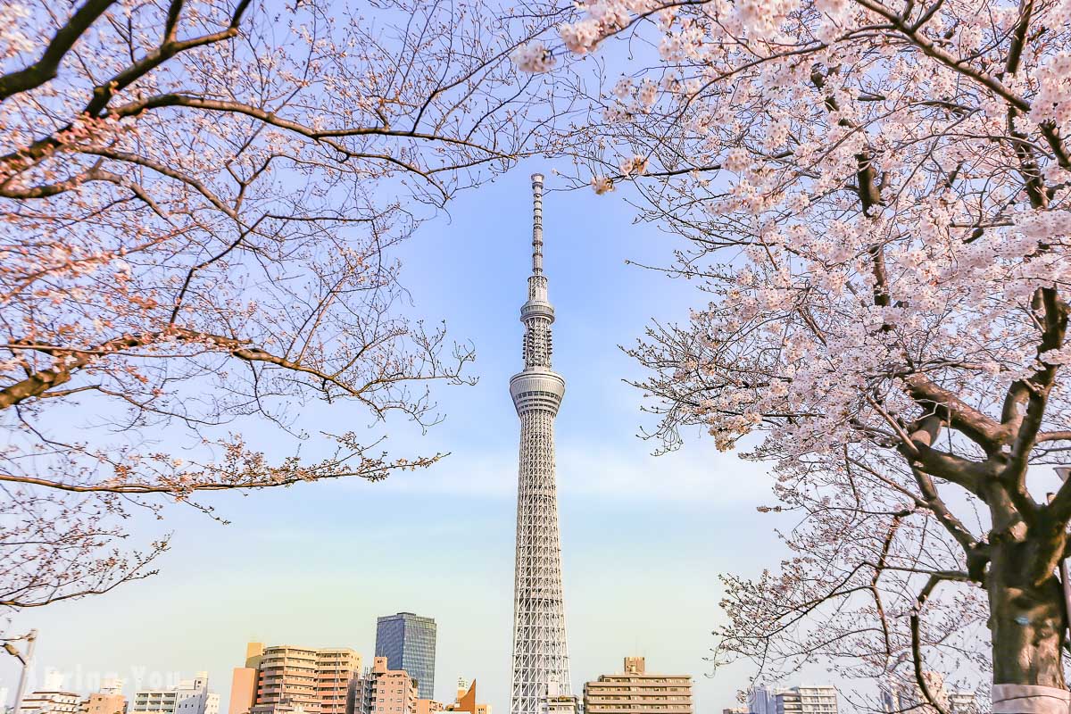 【東京賞櫻景點】隅田公園櫻花祭：隅田川畔拍攝晴空塔的經典櫻花照
