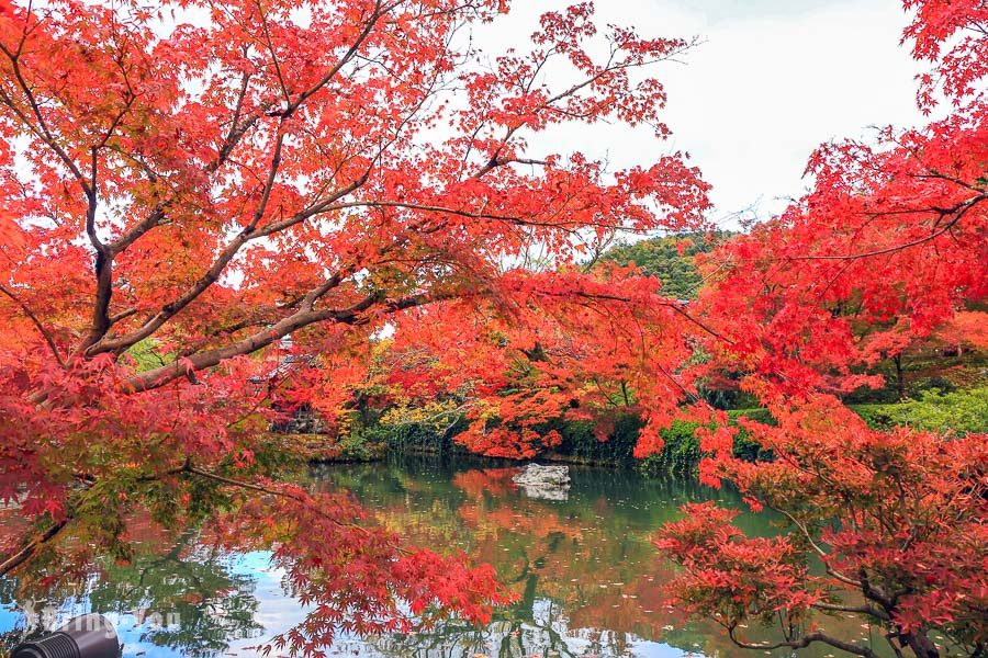 永觀堂賞楓