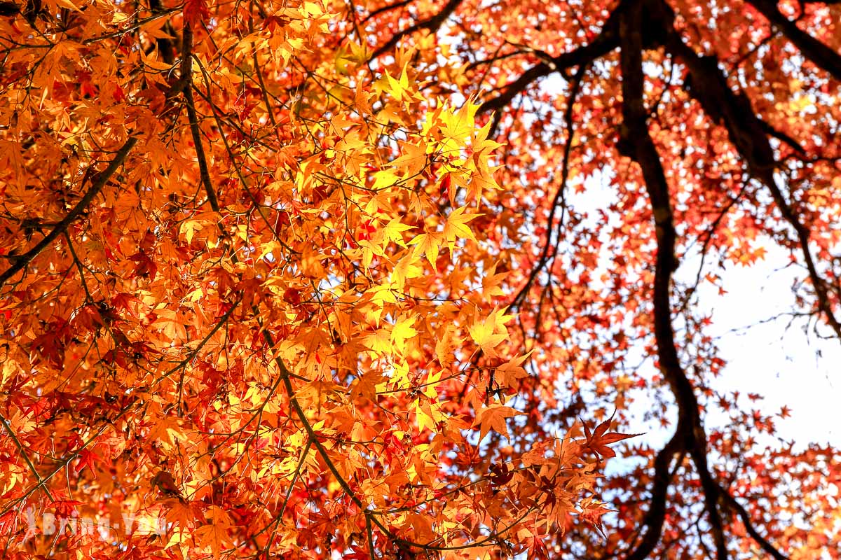 Jojakko-ji Temple: A Kyoto Foliage Gem with Enchanting Greenery in Arashiyama