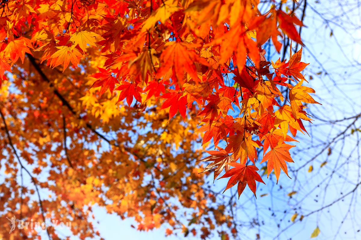 京都赏枫景点