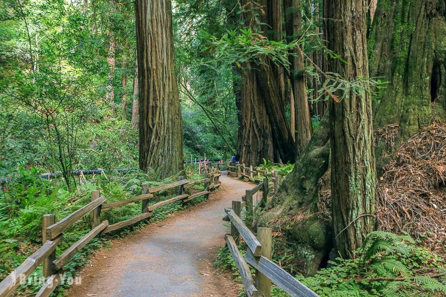 穆爾紅木林國家公園保護區 