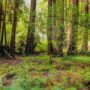【舊金山近郊景點】穆爾紅木林國家公園保護區 Muir Woods
