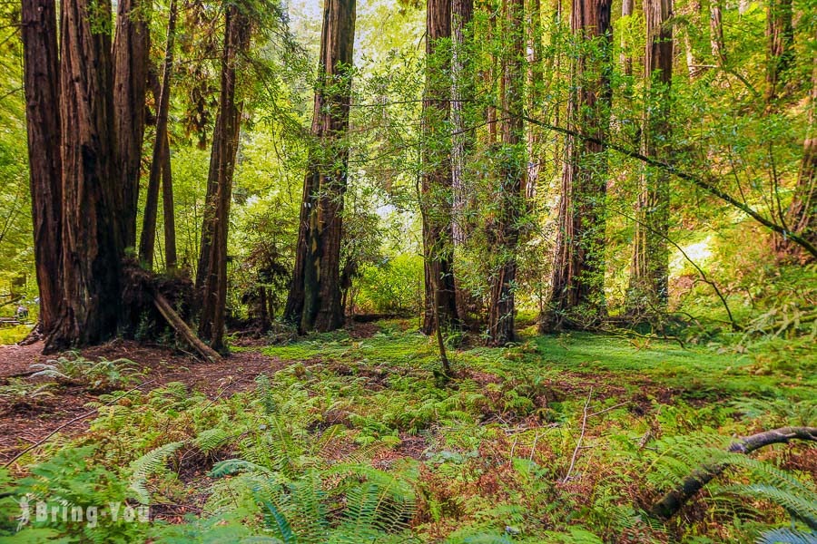 【旧金山近郊景点】穆尔红木林国家公园保护区 Muir Woods