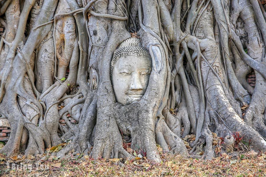 玛哈泰寺树中佛