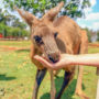 【澳洲昆士蘭】可以摸無尾熊、喂跳跳袋鼠的動物園：Snakes Downunder Reptile Park and Zoo