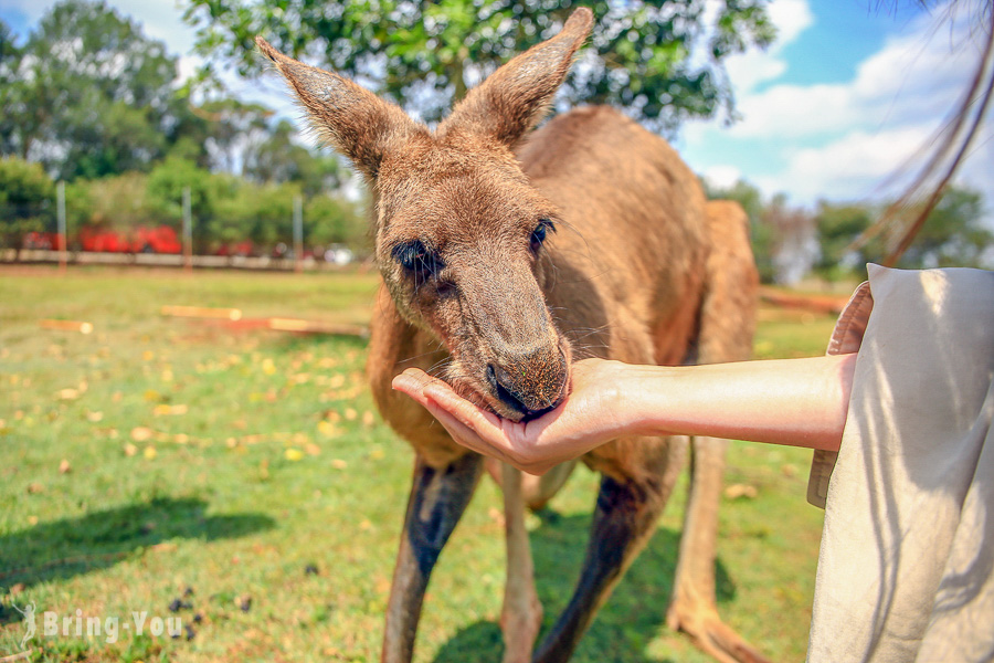 【澳洲昆士蘭】可以摸無尾熊、喂跳跳袋鼠的動物園：Snakes Downunder Reptile Park and Zoo