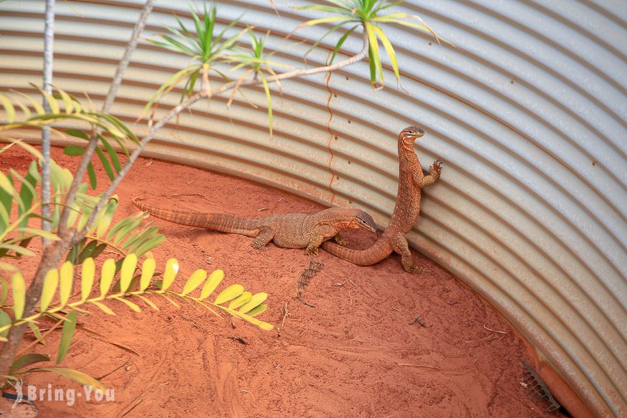 Snakes Downunder Reptile Park and Zoo