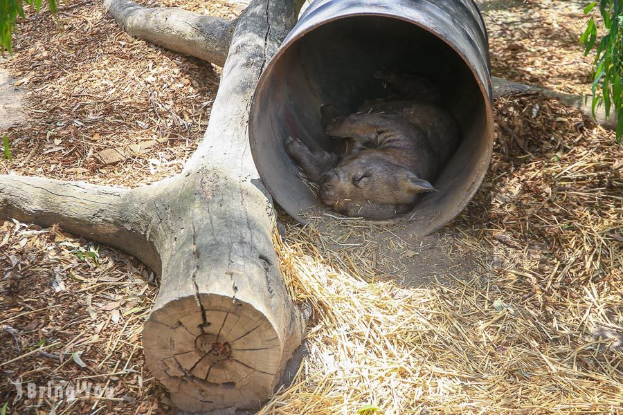 月光野生动物园 Moonlit Sanctuary Wildlife Park